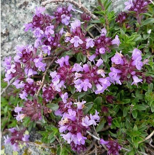 Timo Purple Beauty -  Thymus praecox