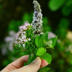 Kruizemunt - Mentha spicata crispa