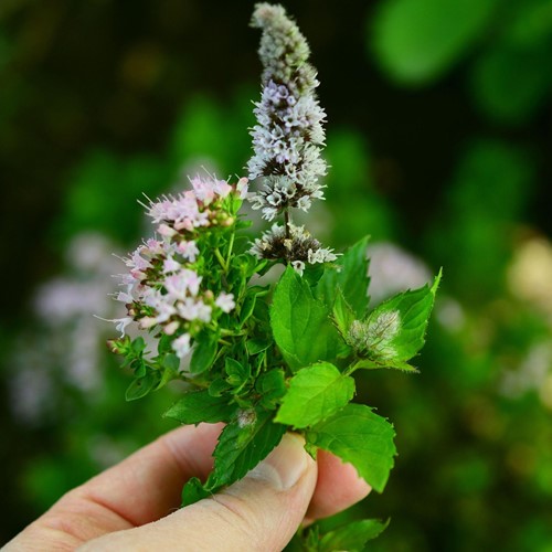 Menta riccia (Mentha spicata crispa)