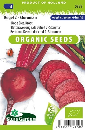 Barbabietola ‘Kogel 2 Storuman’ (Beta vulgaris)