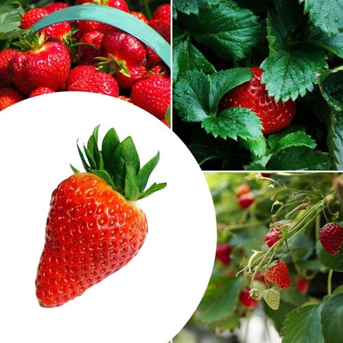 20x piante di Fragola Lambada – Fragaria
