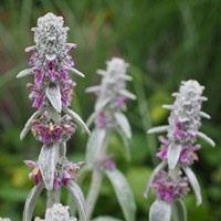 Ezelsoor Byzantina - Stachys Byzantina-2