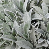 Ezelsoor Byzantina - Stachys Byzantina