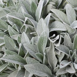 Stachys Byzantina - Lanata
