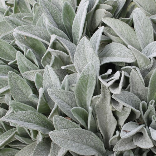 Ezelsoor Byzantina - Stachys Byzantina