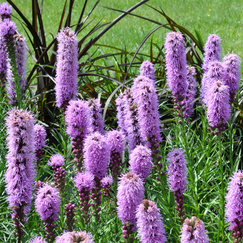 Liatrine Blue - Liatris spicata
