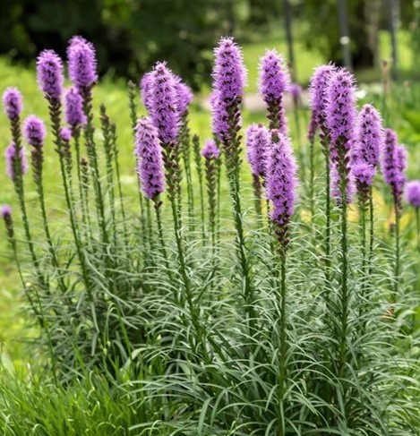 Liatris Spicata Kobold - Liatrinae