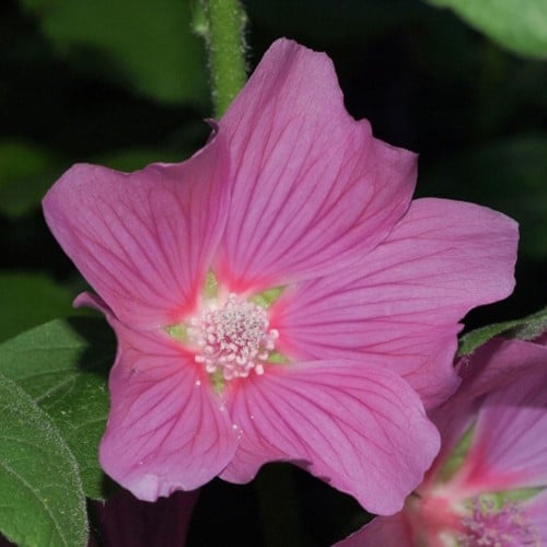 Lavatera Olbia Rosea – Malva arbustiva