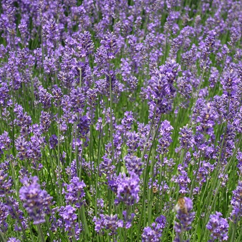 Lavanda Munstead - Lavandula Angustifolia (Confezione da 6)
