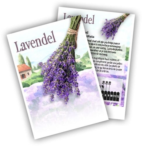 Lavanda - Lavandula