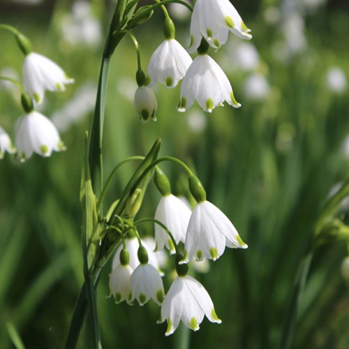 Campanelle Gravity Giant - Leucojum aestivum