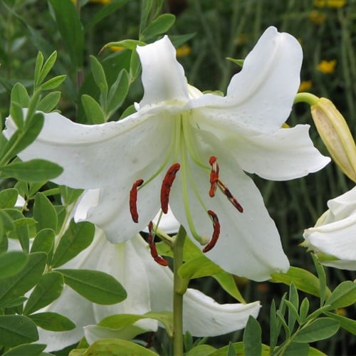 Giglio Orientale Bianco - Lilium