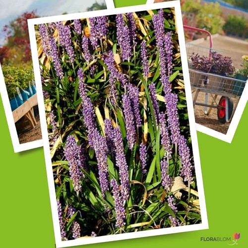 Liriope Muscari 'Moneymaker' (Confezione da 6)