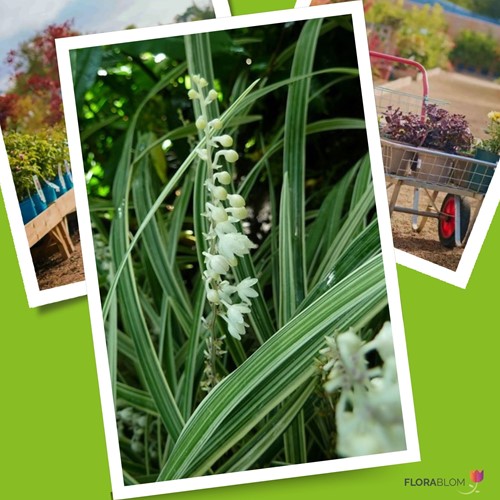 Liriope muscari  Monroe White (Confezione da 6)
