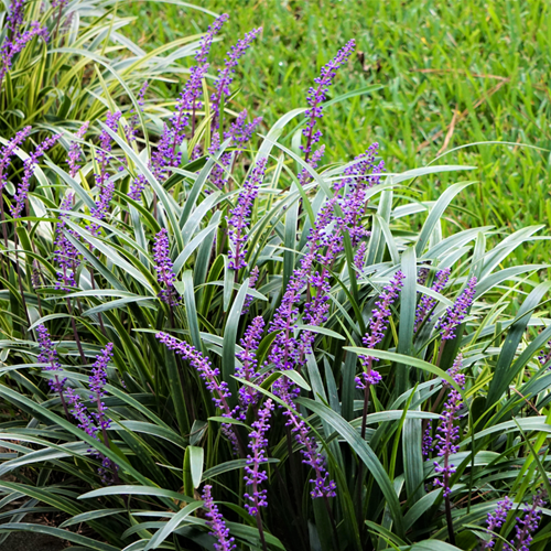 Liriope Muscari ‘Ingwersen' (pianta ornamentale cespugliosa) confezione da 6