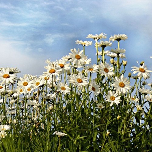 Margherita 'Silberprinzessche (Leucanthemum Superbum)