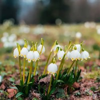 Leucojum Aestivum - Zomerklokje