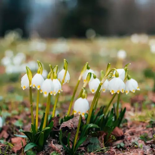 Campanelle 'Fiocco di neve (Leucojum aestivum)