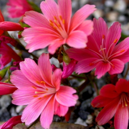 Lewisia cotyledon