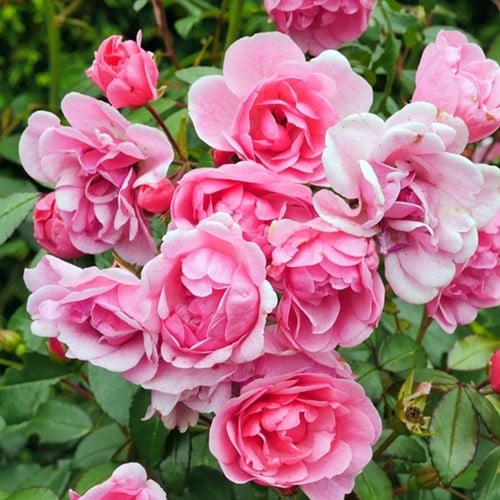 Rosaio Li Parfum - Rosa Profumata Ifntensamente