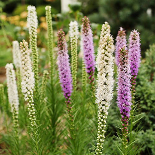 Liatris Blue & White - Liatrinae Blu e Bianco