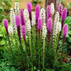 6 Liatris BIO blue & white mix - Liatride mix blu e bianco