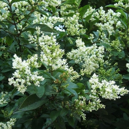 Haagliguster 100x - Ligustrum ovalifolium-2