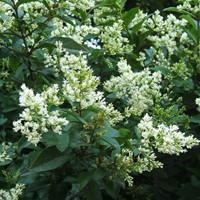 Haagliguster - Ligustrum ovalifolium 10x-2