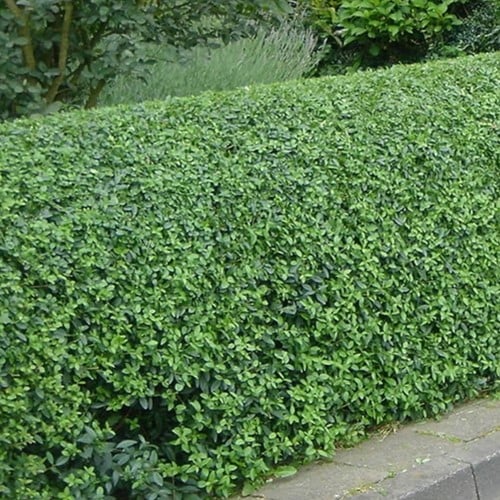 Ligustro - Ligustrum ovalifolium