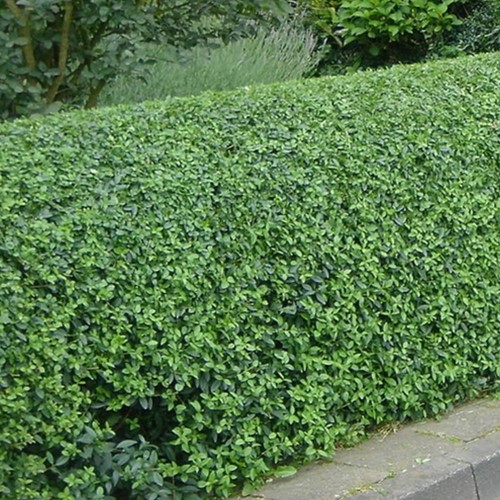 Ligustro 10x (200cm) - Ligustrum ovalifolium