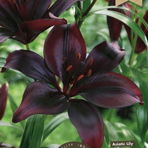 Lilium Asiaticus Nero - Giglio Asiatico