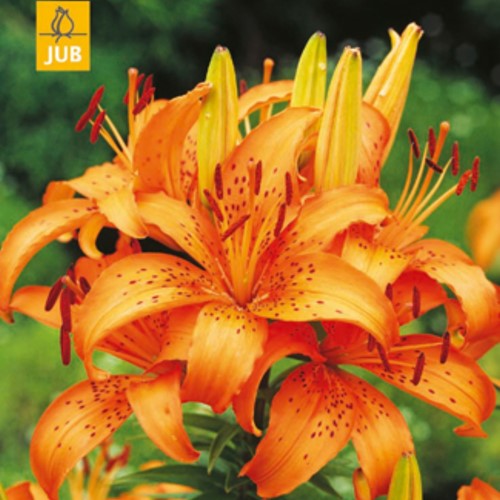 Lilium Asiaticus Orange - Giglio Asiatico