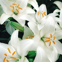 Lilium Candidum – Madonna Lelie