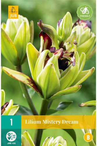 Giglio Mistery Dream – Lilium asiaticum