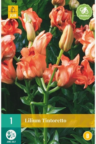 Lilium Tintoretto – Giglio