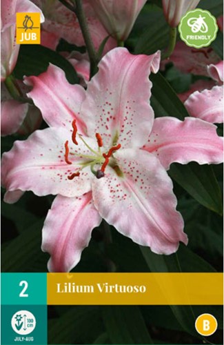 Lilium Virtuoso - Giglio-2