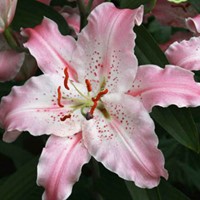 Lilium Virtuoso - Giglio