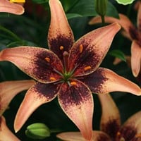 Giglio Whistler - Lilium