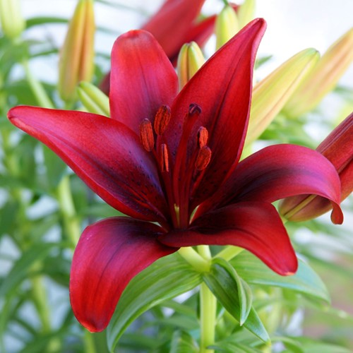 Giglio asiatico rosso Red County - Lilium Asiatic