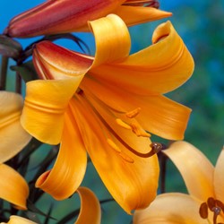 Lelie African Queen - Lilium trumpet
