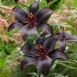 Lelie Zwart - Lilium