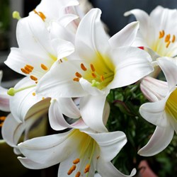 Madonna Lelie - Lilium candidum