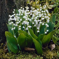 Convallaria Wit - Lelietje van Dalen