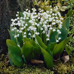 Convallaria Majalis - Mughetto, Giglio delle convalli