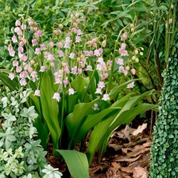 Convallaria majalis rosea BIO - Giglio delle Convalli