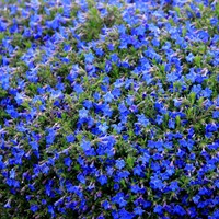 Lithodora Heavenly Blu - Lithodora diffusa