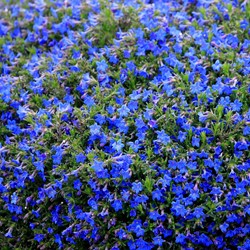 Lithodora Heavenly Blu - Lithodora diffusa
