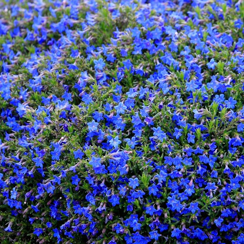 Lithodora Heavenly Blu - Lithodora diffusa