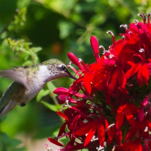 Lobelia fungens Queen Victoria (pianta del colibrì)-2