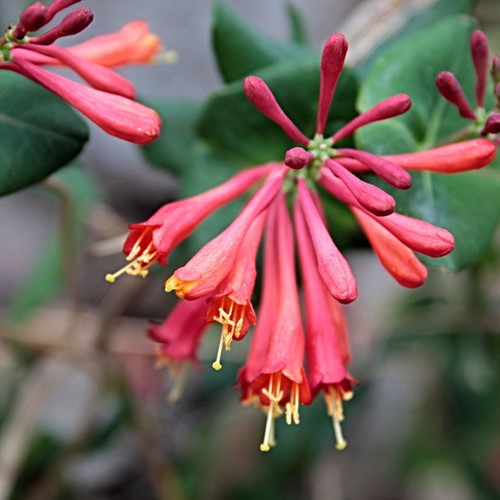 Caprifoglio Dropmore Scarlet - Lonicera